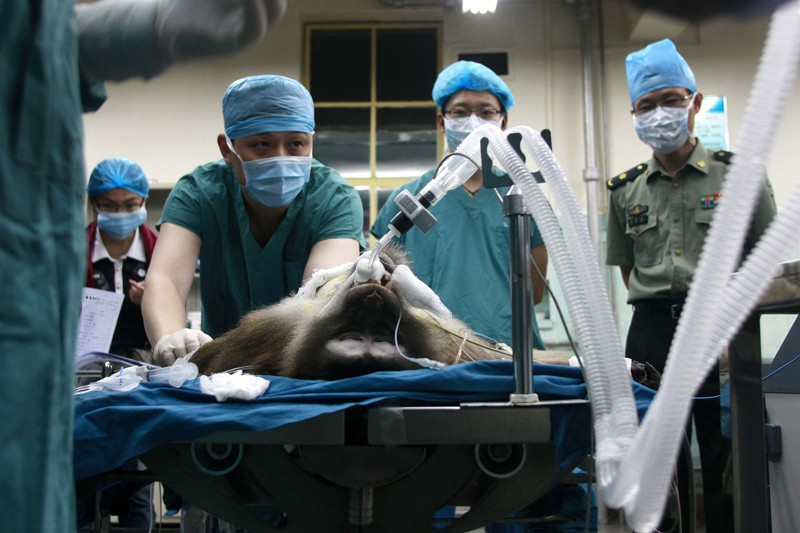A macaque lies in intensive care after undergoing a liver transplant with a liver from a transgenic pig
