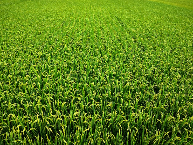 Oryza sativa japonica rice plants grown in a field