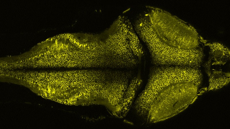 Confocal stack of soma-localized Voltron-expressing zebrafish.